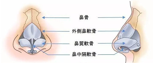 鼻部结构组织图