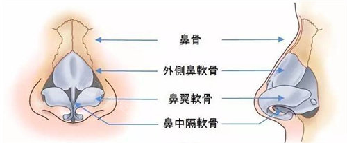 鼻部結構組織圖 鼻部結構組織圖