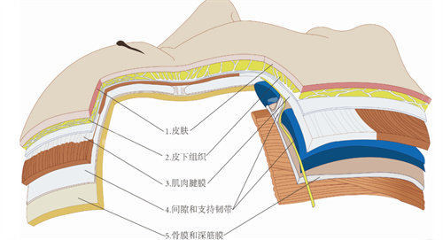 面部皮膚結(jié)構(gòu)層示例圖