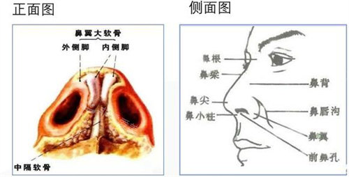 鼻部组织部位说明图