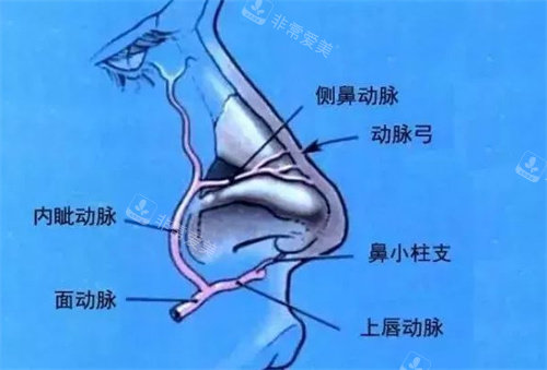 鼻部解剖图