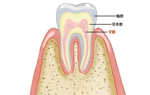 牙齿结构组成图