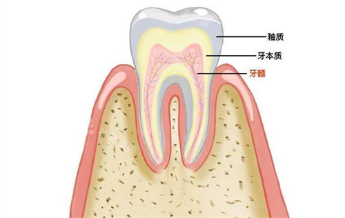 牙齒結(jié)構(gòu)組成圖 牙齒結(jié)構(gòu)組成圖