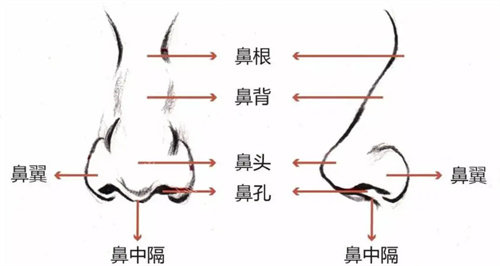 杭州清鍇醫(yī)療美容鼻部結(jié)構(gòu)圖 杭州清鍇醫(yī)療美容鼻部結(jié)構(gòu)圖