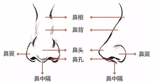 杭州清鍇醫(yī)療美容鼻部結(jié)構(gòu)圖