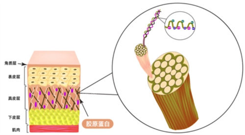 膠原蛋白圖 膠原蛋白圖