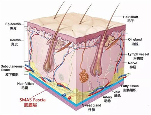 面部皮膚圖 面部皮膚圖