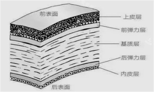 眼球结构组织详解图