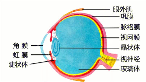 眼球結(jié)構(gòu)展示圖