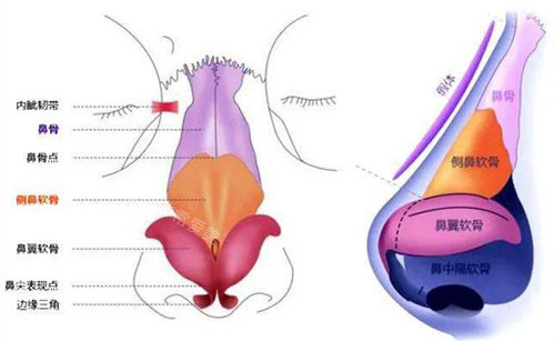 鼻部结构组织图