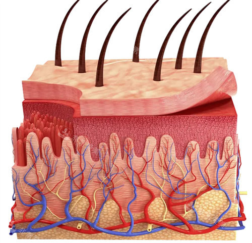 皮肤组织展示图