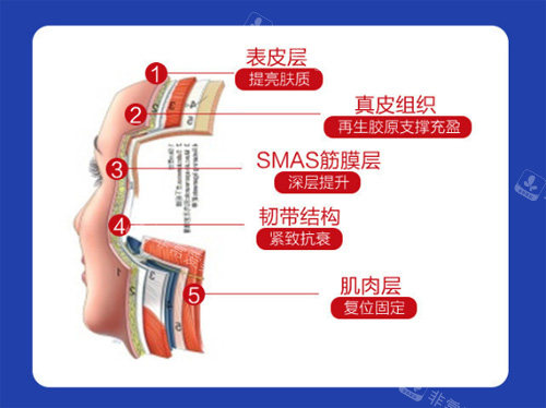 皮肤层次结构展示