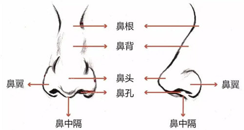 鼻部結(jié)構(gòu)組織圖 鼻部結(jié)構(gòu)組織圖