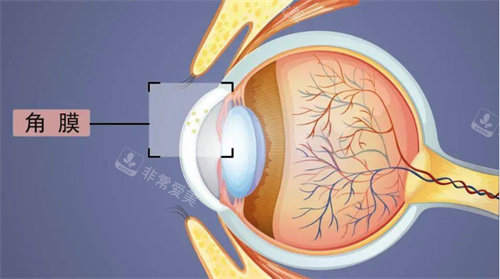眼角膜图