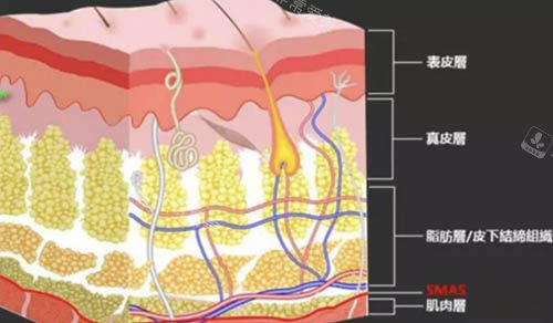 皮肤结构图