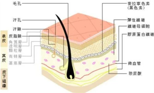 皮膚組織圖
