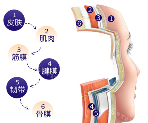 皮肤结构图示