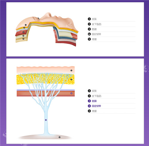 皮肤层次和韧带图