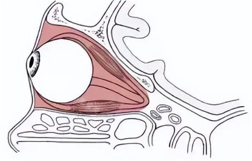 突眼示意圖