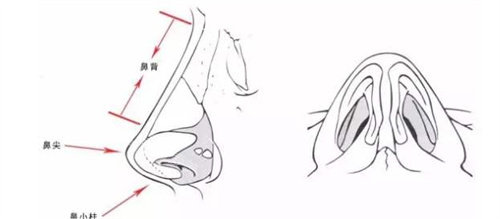 鼻部結(jié)構(gòu)組織圖 鼻部結(jié)構(gòu)組織圖