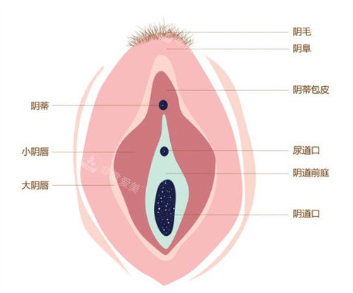 女性私密結(jié)構(gòu)圖