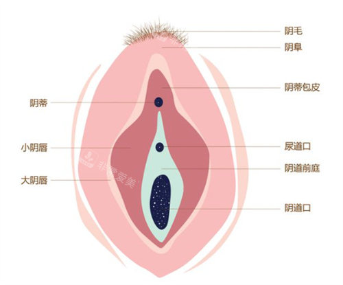 女性私密结构图