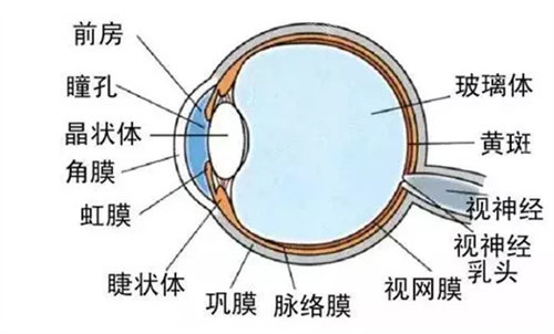 眼球结构组织详解图