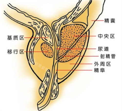 男性結(jié)構(gòu)圖