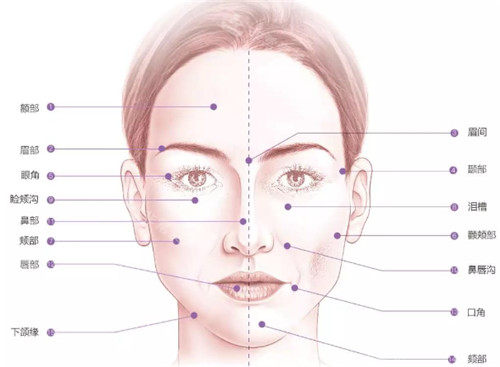 面部部位解析图