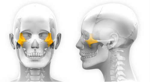 颧骨颧弓位置展示图