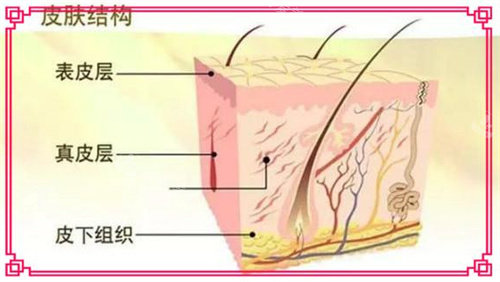 皮肤结构图