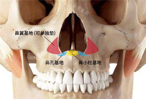 鼻基底位置剖析图