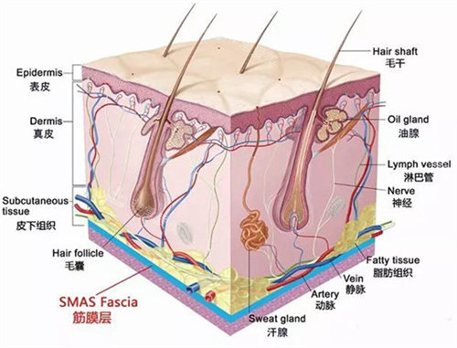 面部皮膚圖