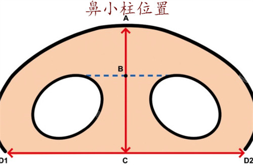 鼻小柱位置