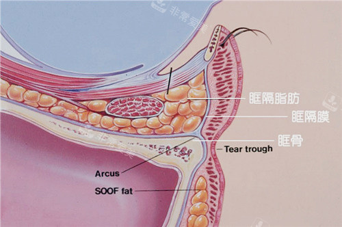 眼部组织结构