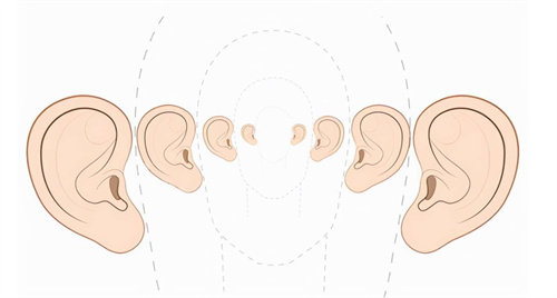 不同耳廓大小对比图