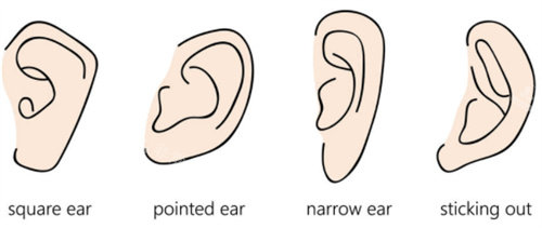 四种不同耳朵形态图