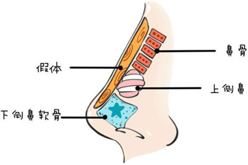 鼻子结构