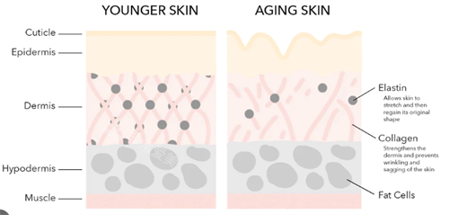 热玛吉前后皮肤胶原蛋白对比