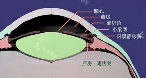 眼睛睫状沟位置图片