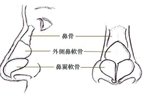 鼻子内部位解析图