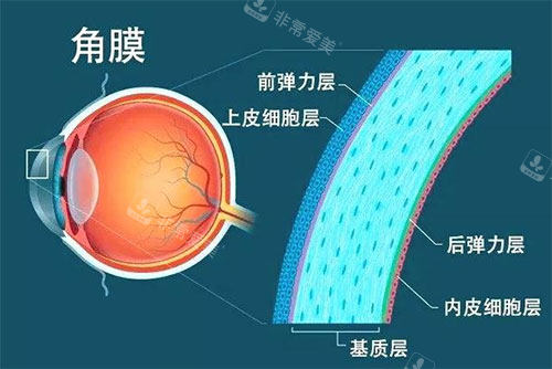 眼角膜示意图