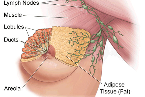 乳房部位图解
