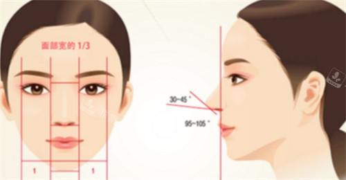 鼻子的黄金比例
