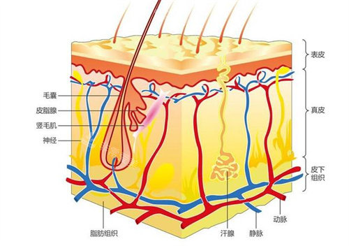 皮肤层结构图
