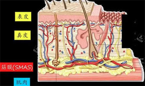 皮肤组织图