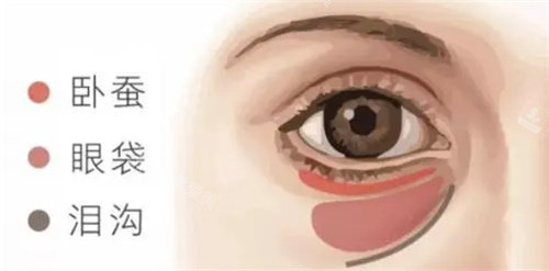 眼周结构图