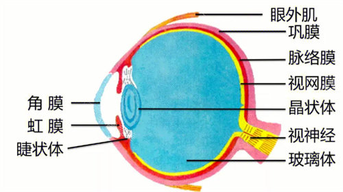 眼球结构图