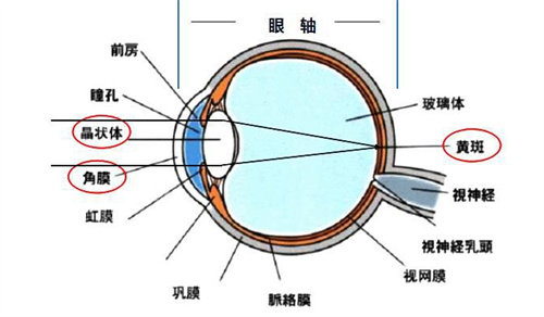 眼球结构图