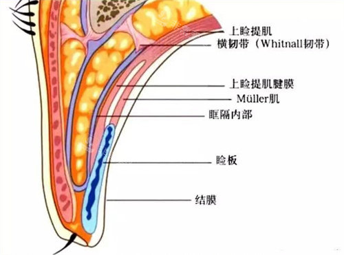 眼睑结构展示图